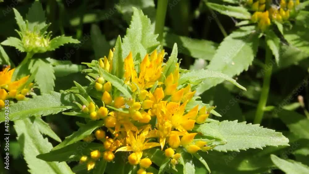 Medicinal plant Golden root.
Crassulaceae family. Rhodiola rosea in the form of tea is used to relieve fatigue, overwork, to increase performance and stamina. Medicinal plant Golden root.
Crassulaceae family. Rhodiola rosea in the form of tea is used to relieve fatigue, overwork, to increase performance and stamina.