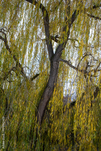 Tree trunk and yellow leaves photo