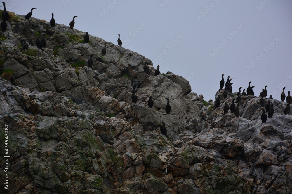 Fototapeta premium Vogelbeobachtung, Vögel sitzen auf einem Stein auf der Nordkap-Insel