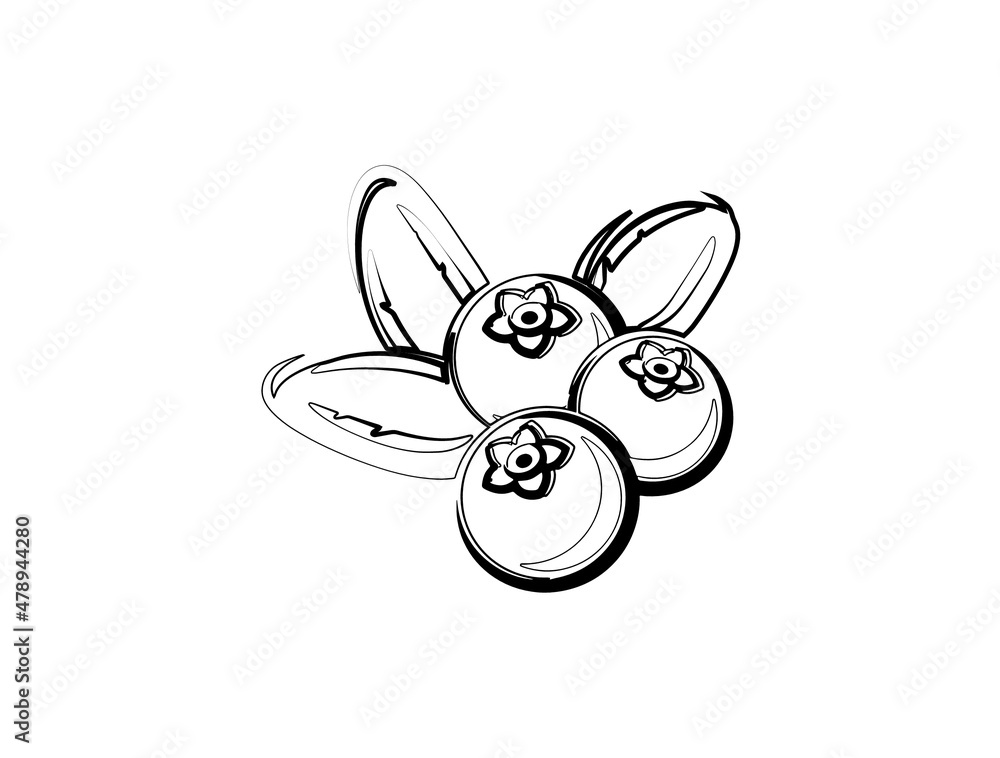 blueberry line art blueberry line art
