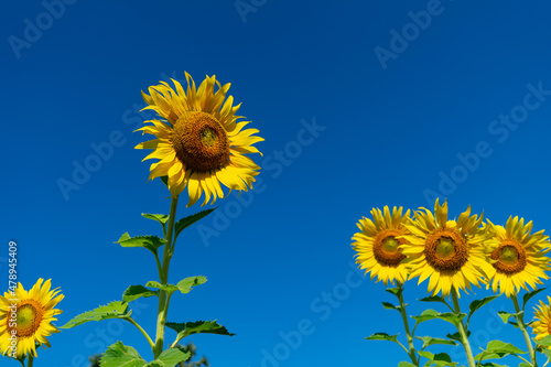 Sunflowers are blooming on row get the sun at growing sunflower oil field of farm  beautiful landscape of yellow flowers against the blue sky space agriculture background.