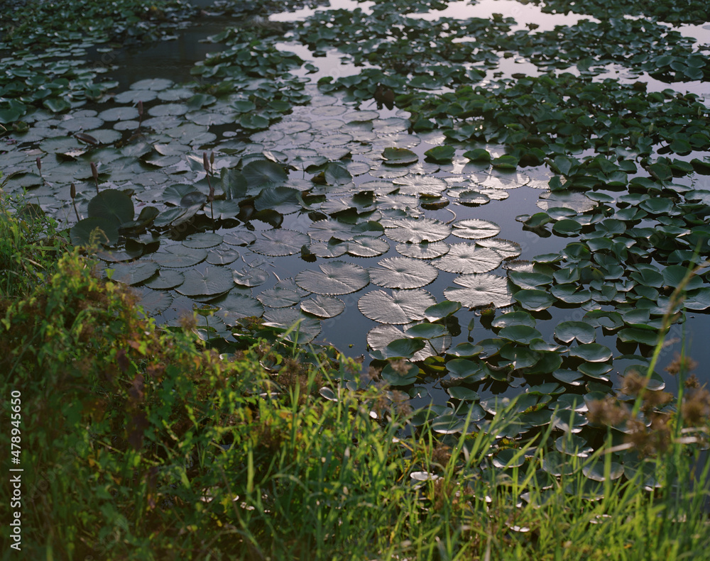 Close-up of a corner of the lotus pond in the evening
Close-up of a corner of the lotus pond in the evening
