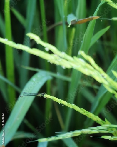 damselfly on green paddy leaf