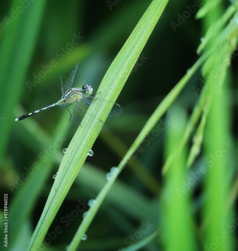 dragonfly on a green leaf