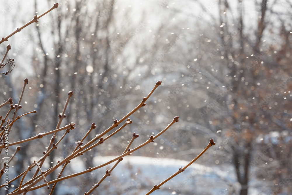 Morning snow and tree branches. Morning snow and tree branches.