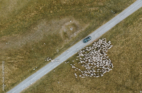 Car on a blocked road by sheep