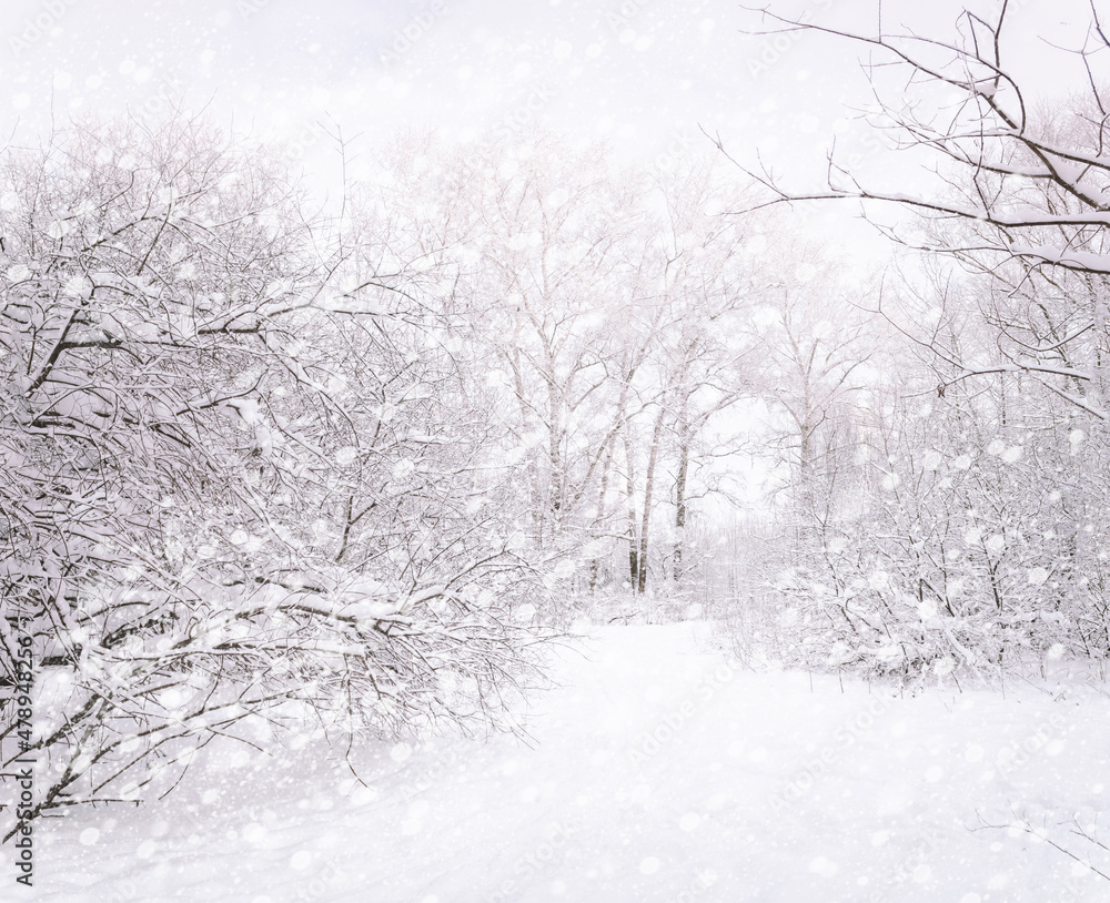 Fototapeta premium Winter forest. Trees covered in snow and frost. Winter's tale