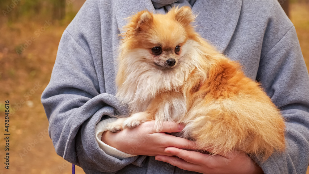 Mini Pomeranian dog in the hands of a woman close-up. Mini Pomeranian dog in the hands of a woman close-up.