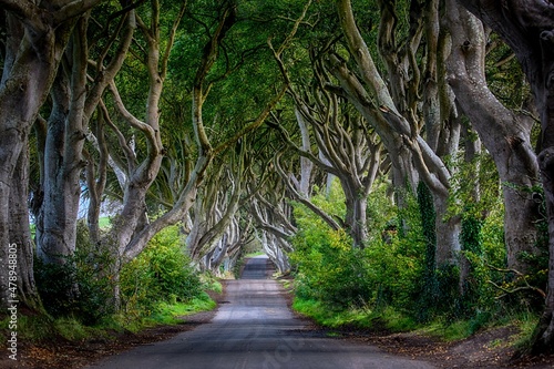 Obraz na plátně The Dark Hedges in Northern Ireland as seen in LOTR - The Lord Of The Rings