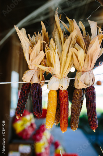 Indian Corn photo