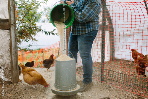 Feeding the Chickens photo