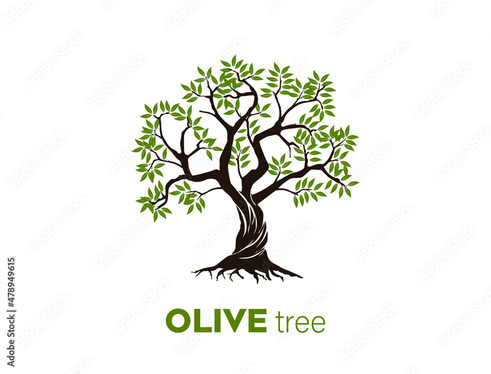 Obraz premium olive tree logo for olive oil packaging