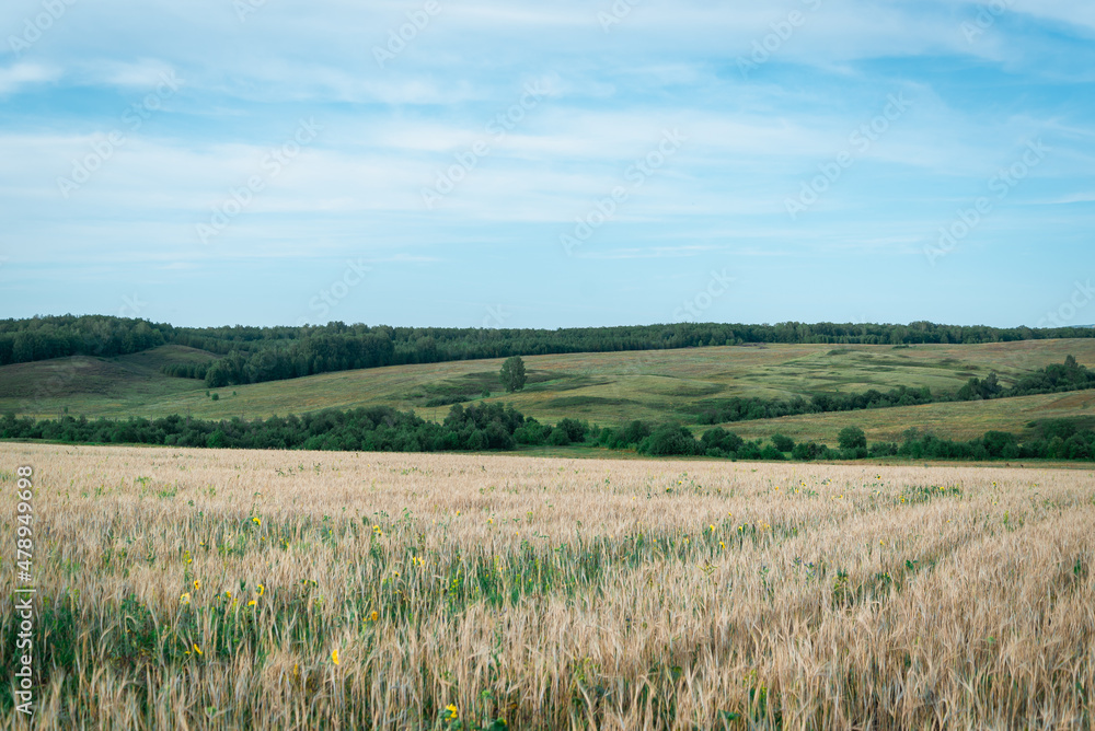 Obraz premium Landscape. A field with yellow grass and mountains and hills with greenery in the distance.