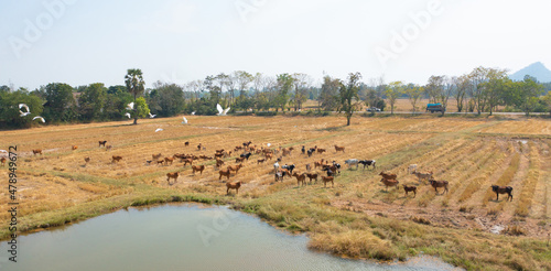Cows eating green rice and grass field in Kanchanaburi district  Thailand in travel vacation concept. Animals in agriculture farm.