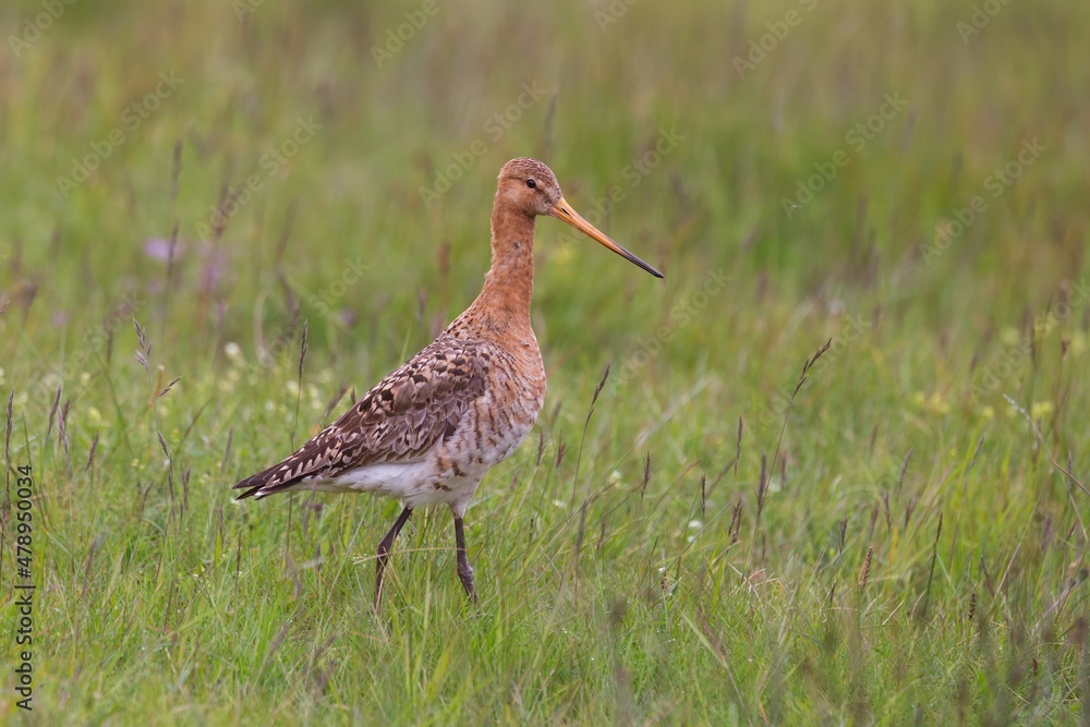 Tall black-tailed godwit, limosa limosa, walking on meadow in Iceland. Wild bird with long legs and beak standing on the ground with green grass. Nordic animal wildlife. Tall black-tailed godwit, limosa limosa, walking on meadow in Iceland. Wild bird with long legs and beak standing on the ground with green grass. Nordic animal wildlife.