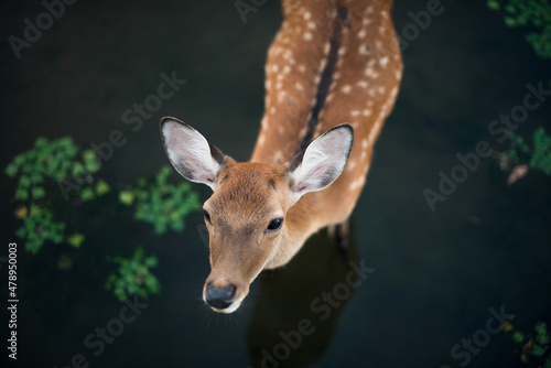 Deer on the water photo