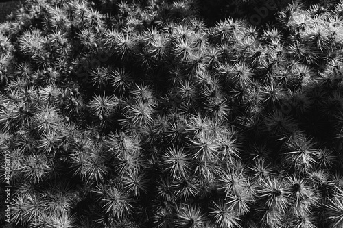 Cactus texture background photo