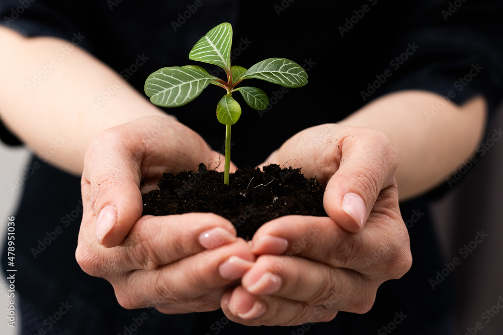 environment Earth Day In the hands of trees growing seedlings. Female hand holding tree sprout environment Earth Day In the hands of trees growing seedlings. Female hand holding tree sprout