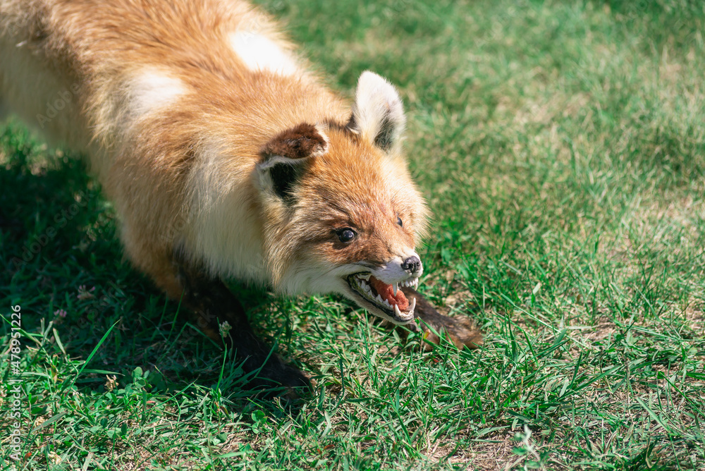 A stuffed fox. Fox on the green grass.