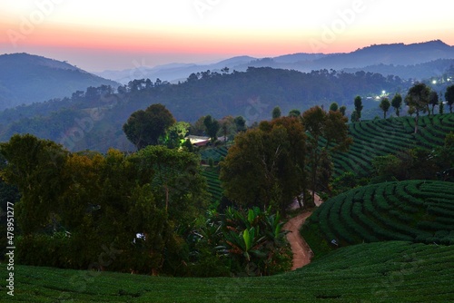 Fresh Tea plantation in the morning Northern of Thailand