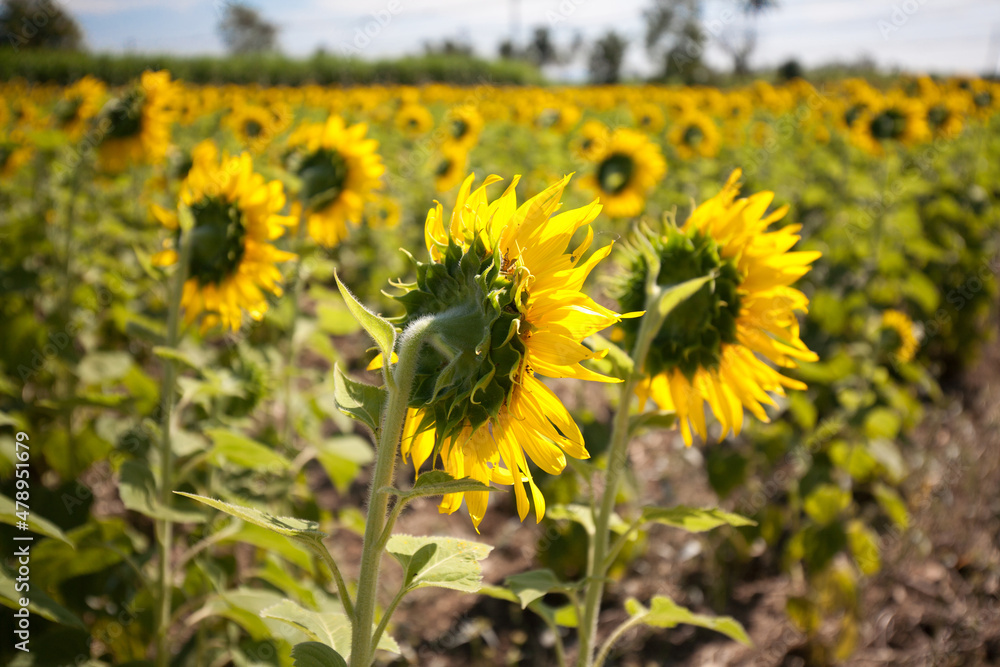 sunflowers in the field sunflowers in the field