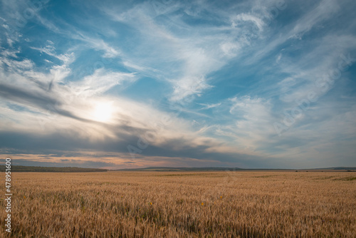 The most beautiful landscape of a field, sky at sunset with white clouds.