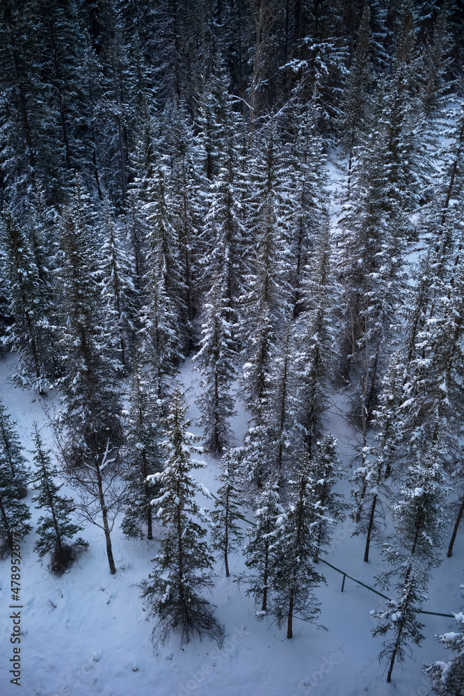 Pines trees in the snow. Pines trees in the snow.