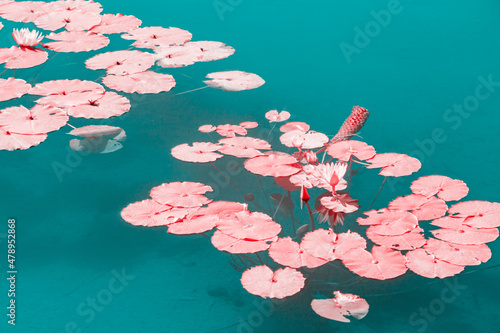 Infrared photography of water-lily photo