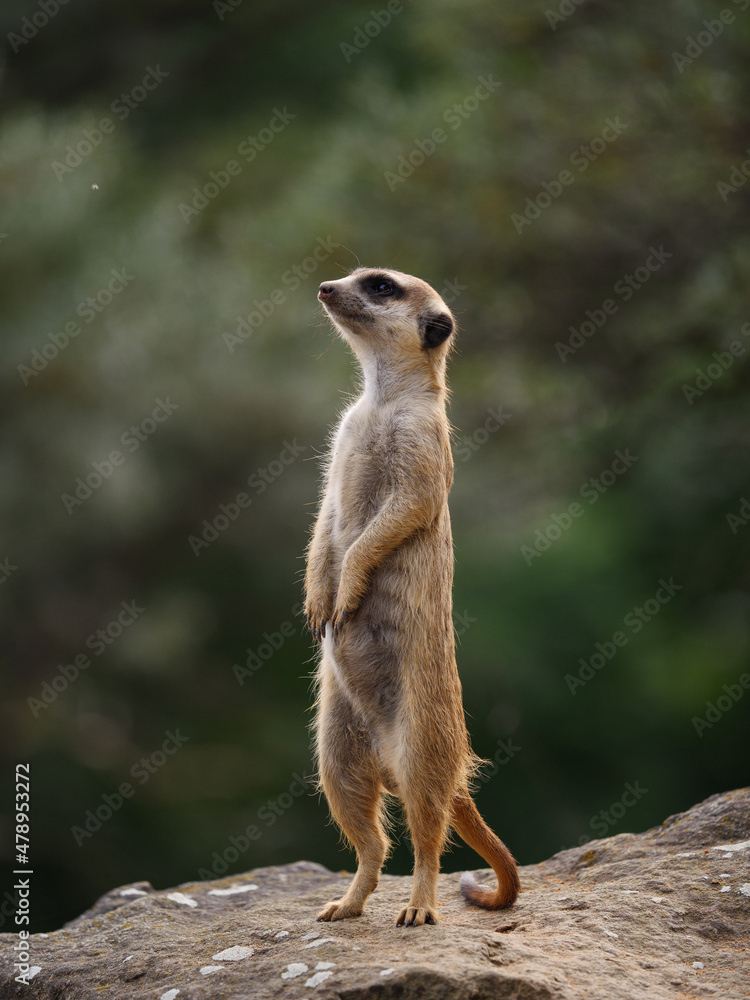 A meerkat standing on tiptoes A meerkat standing on tiptoes