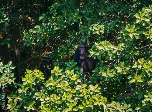 Gorilla sitting in jungle