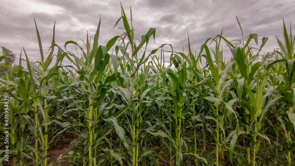 Fototapeta premium Photo of corn field and cloudy sky