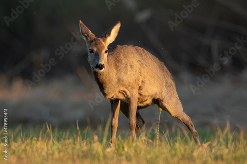 Obraz na plátně Roe deer, capreolus capreolus, doe urinating on a meadow in spring nature