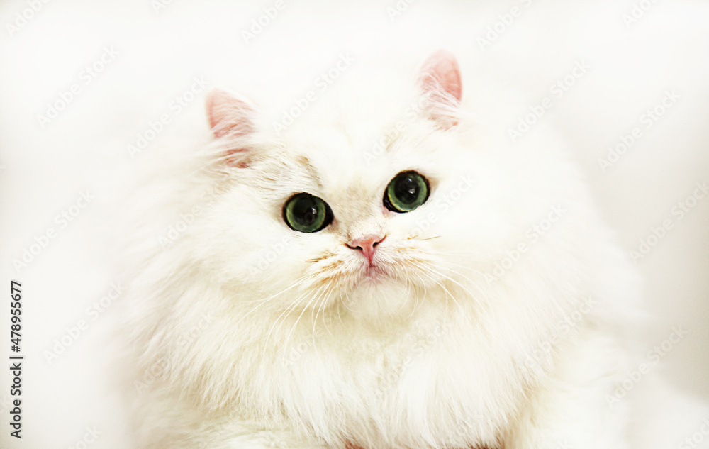 The cat is a British breed of white color Looking straight at a white background