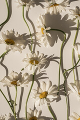 Elegant aesthetic chamomile daisy flowers pattern with sunlight shadows on neutral beige background