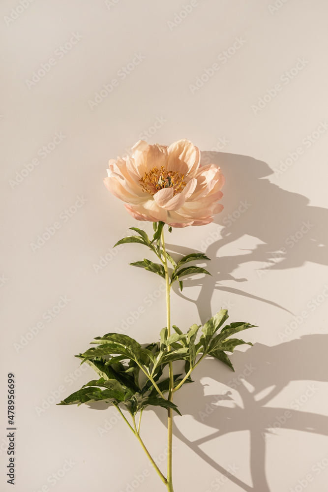 Elegant aesthetic peony flower with sunlight shadows on white background