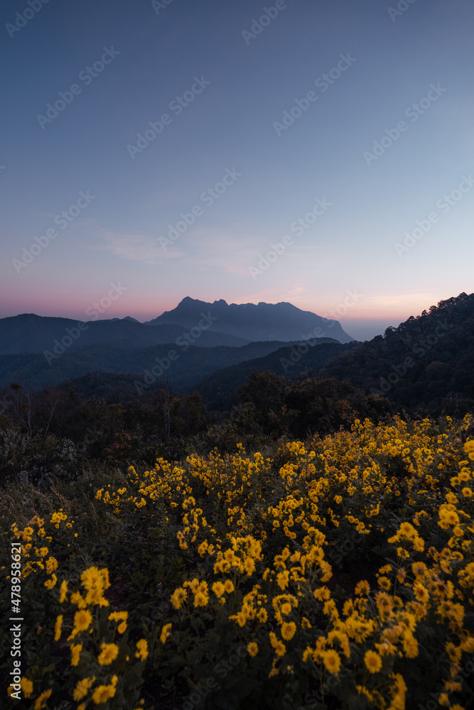yellow flowers on the mountain in the morning
