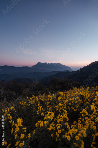yellow flowers on the mountain in the morning