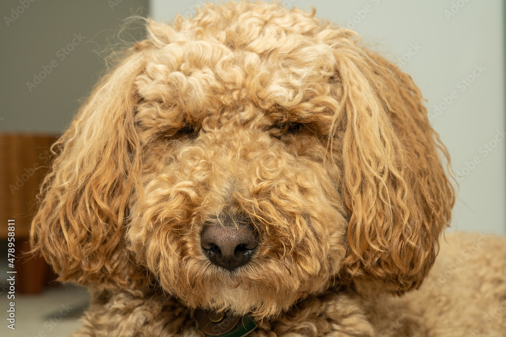 Fototapeta premium Mocha Australian Labradoodle