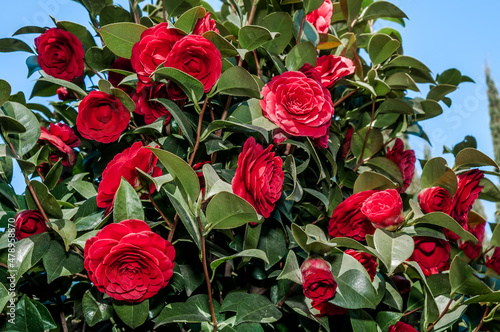 Japanese Camellia (Camellia japonica) in park, Crimea