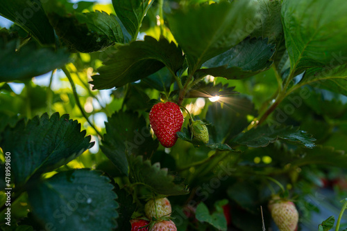 Close up shot of a strawberry photo