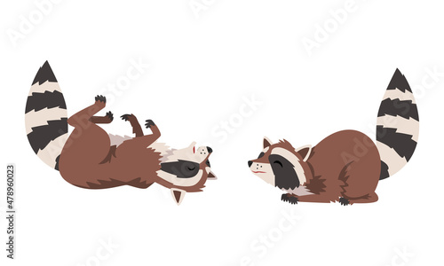 Funny Raccoon with Striped Tail Rolling on Its Back and Sitting Vector Set