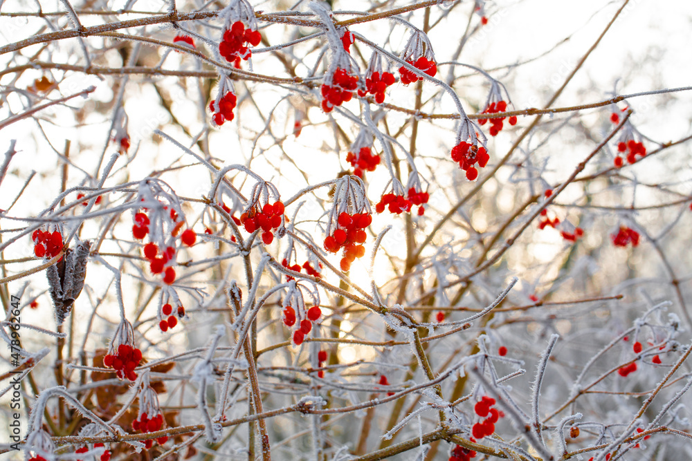 Red berries of a viburnum in sunny cold December Red berries of a viburnum in sunny cold December