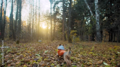 Yorkshire terrier dressed in warm autumn overalls runs happily in forest with fallen leaves among bare trees slow motion closeup