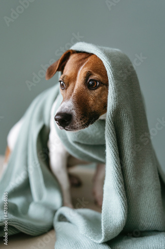 Cute dog in wool scarf.