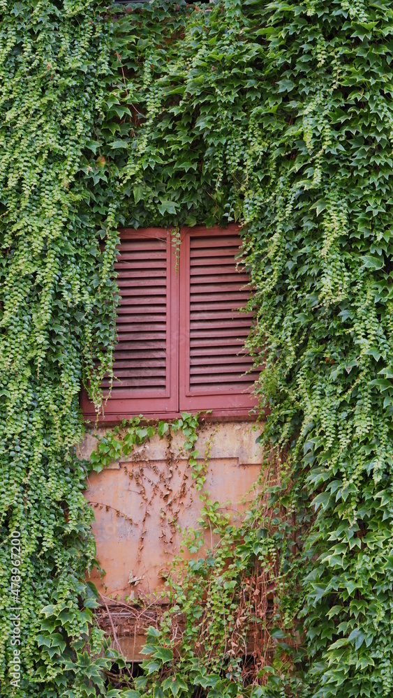 Window surrounded by green ivy facade Window surrounded by green ivy facade