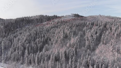 Winter in the mountains. Forest in the snow. Shooting from a quadcopter.