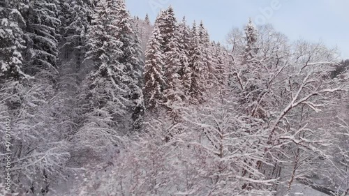Winter in the mountains. Forest in the snow. Shooting from a quadcopter.