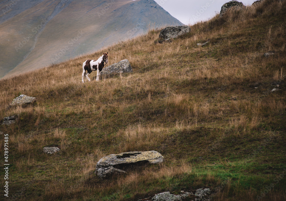 Horse in the autumn mountains