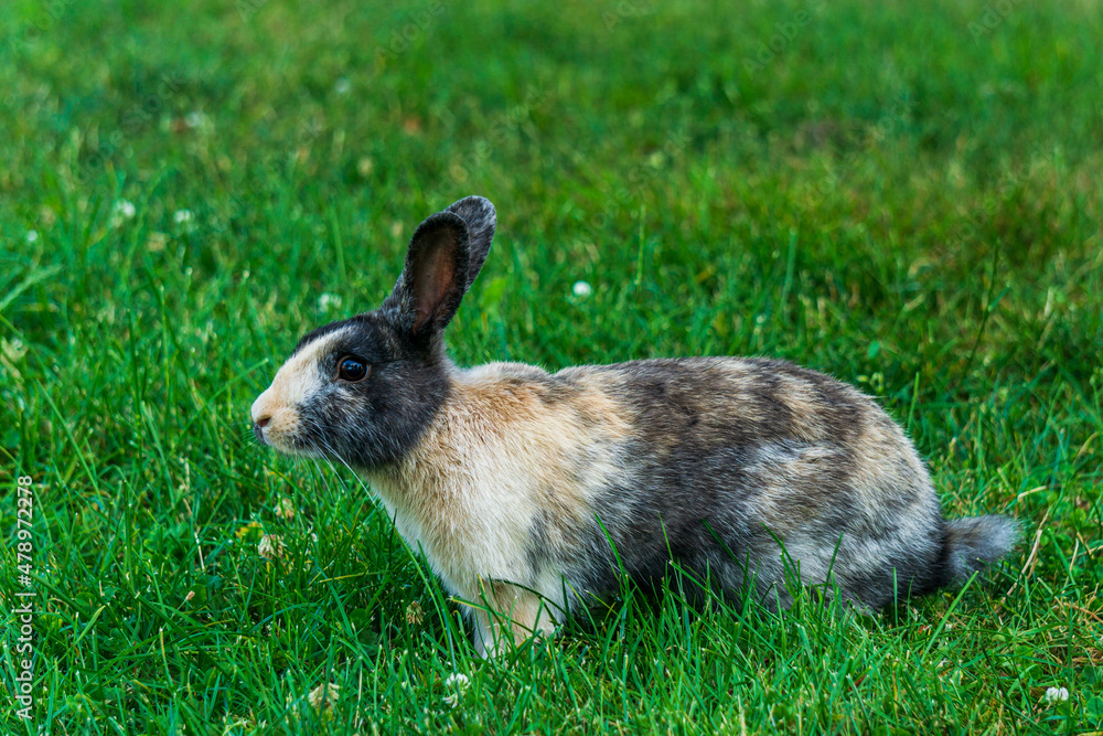 Little black rabbit on the green grass eating in summer Easter celebration beautiful pet animal Little black rabbit on the green grass eating in summer Easter celebration beautiful pet animal