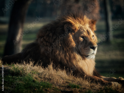 Fototapeta Photo of a lion in a natural environment